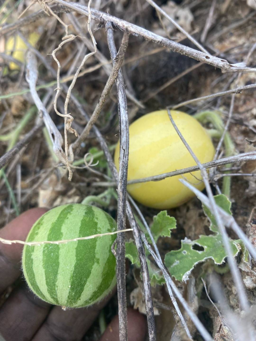 Siru Kumutti Kai Seeds (Wild Melon / Peikummatti / Indravaruni / Indrayan) - 100% Organic Heirloom Medicinal Seeds