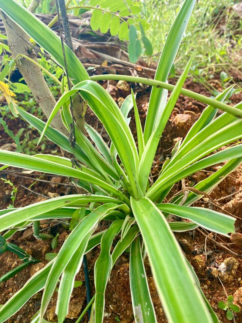 Spider Plant Online | Pet-Friendly & Air-Purifying Indoor Plant