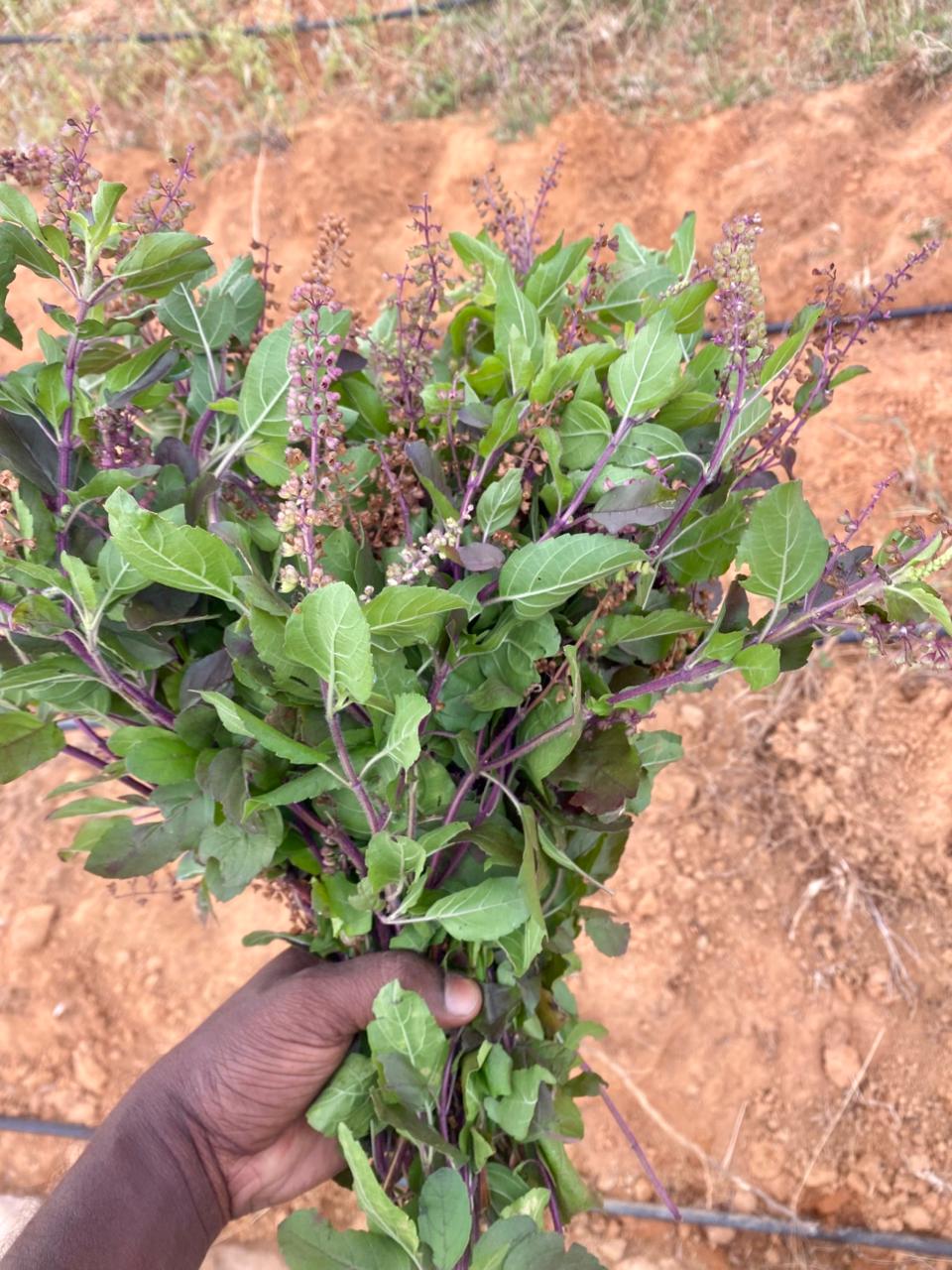 Karunthulasi (Krishna Tulsi/Black Holy Basil)