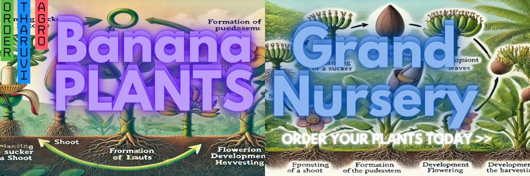 Online Nursery Banana Plants
