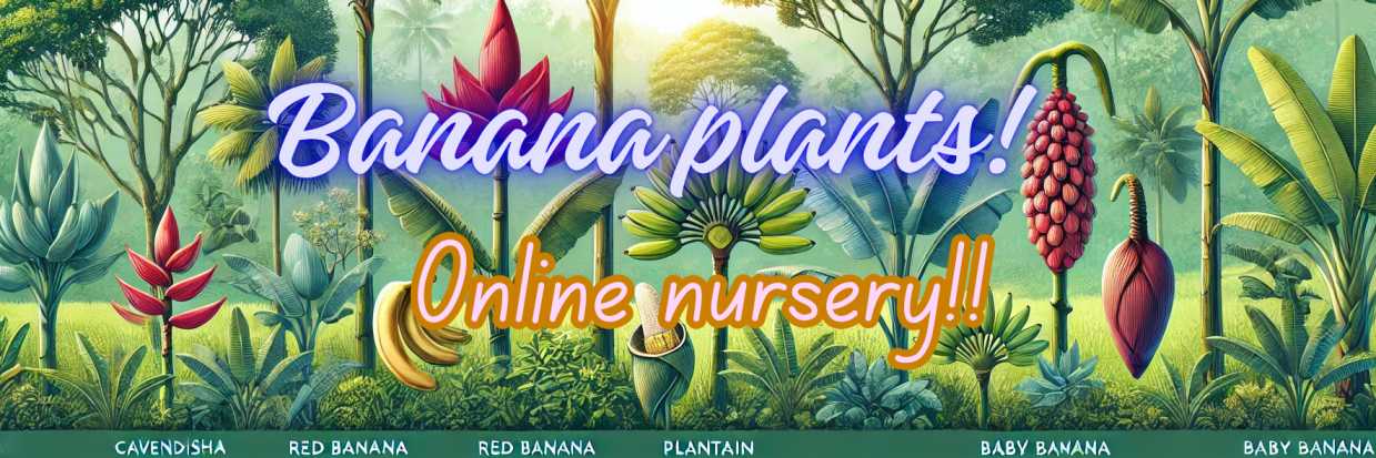 Banana Plants Online Nursery